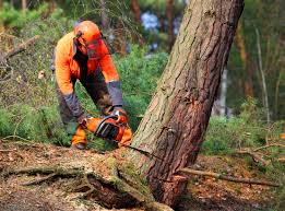 How Our Tree Care Process Works  in  Monroe, OH